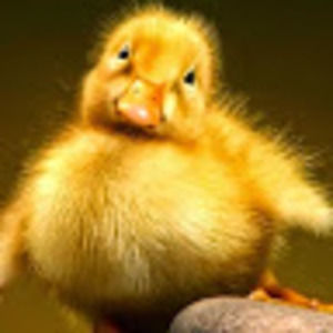 Meet your Posher, Miyuki